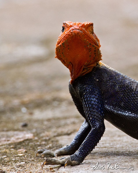 Common Agama (Red-headed Rock Agama)